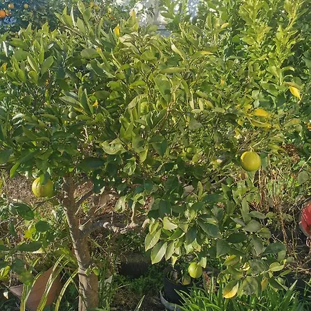 Сasa de vacaciones Linda House *
